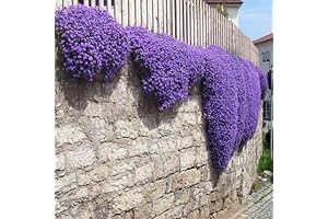 Seeds Purple Rock Cress Lilacbush Perennial Flowers
