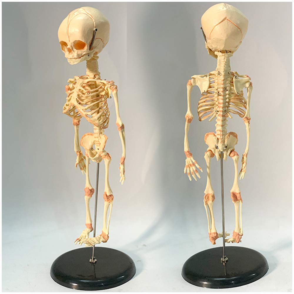 Pädagogische Puppe Säugling Skelett Modell Fötus Schädel Modell - Baby Skelett Modell - Medizinisch Anatomisch Fötal Baby