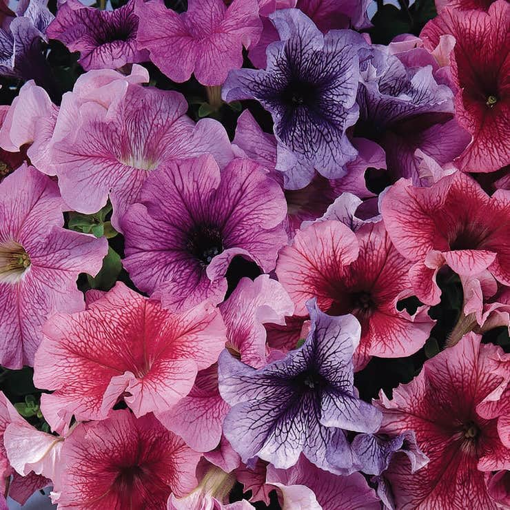 Park Seed Daddy Mix Petunia Seeds