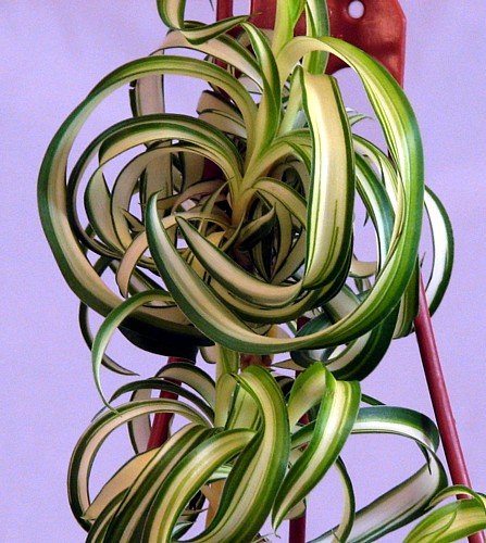 Shop Succulents | 'Bonnie' Curly Spider Plant, Naturally Air Purifying House Plant In 4" Pot, Easy Care, Live Indoor House Plant #TOP3