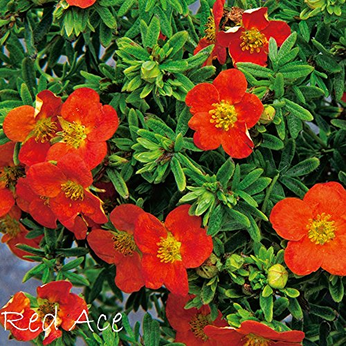Fingerstrauch 'Red Ace' Potentilla Dasiphora fruticose Strauch mit orange-roten Blüten als Hecke, in Einzelstellung oder Bodendecker Rotblüher von Garten Schlüter - Pflanzen in Top Qualität