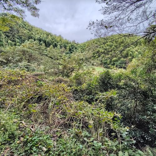 ソウシチョウと虫の声　河内（かわち）貯水池