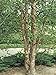 River Birch Tree Bareroot 18-24