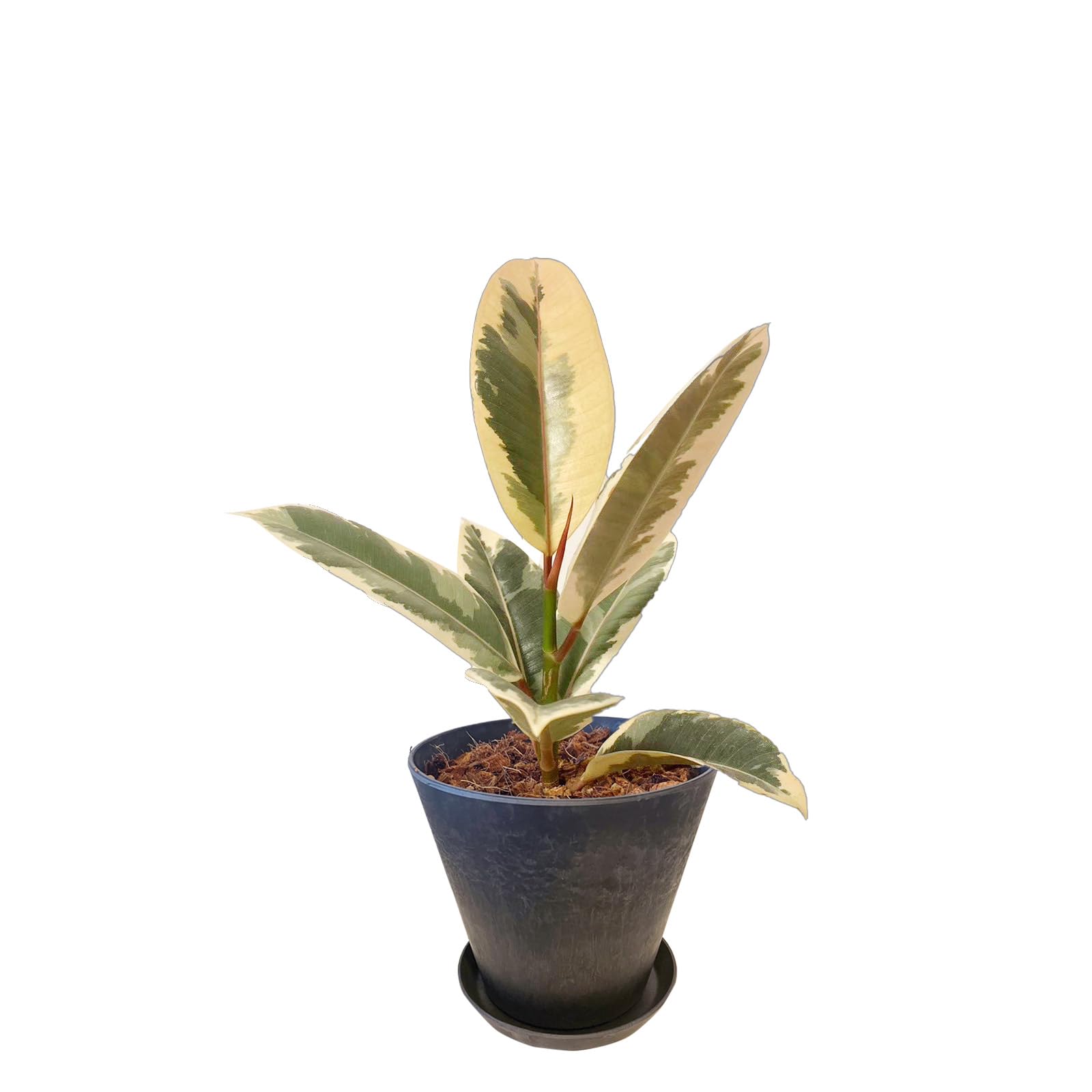 希少 観葉植物 良質 フィカス ティネケ ❷株 斑入り葉 白 陶器鉢 金運アップ 希少 観葉植物 良質 フィカス ティネケ ➁株 斑入り葉 白 陶器鉢