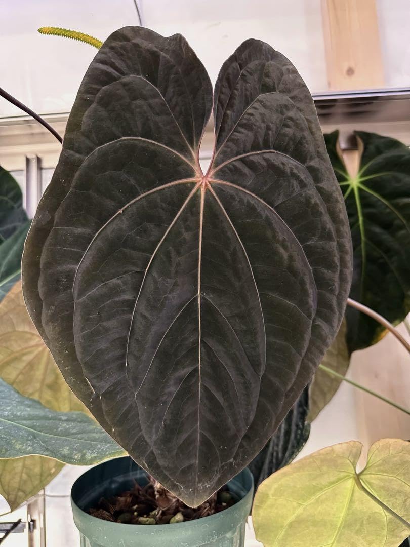 【HS】アンスリウム　BWxBW Amazon.co.jp: Anthurium アンスリウム 種子3粒 KOS×RVDP : DIY・工具