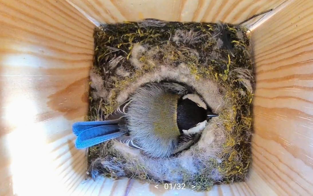 Hochwertiger Nistkasten inklusive Kamera | Live Stream | PEFC® zertifiziertem Massivholz | Brutkasten | Kamera Vogelhaus mit 3m Stromkabel | Geschenkidee Garten