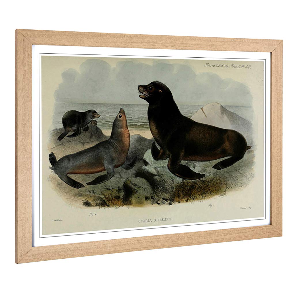 Big Box Art Framed Print of Vintage Smit. Joseph South American Sea-Lion Design | Wall Art Picture | Home Decor for Kitchen, Living Room, Bedroom, Hallway, Oak, A2 / 24.5x18 Inch / 62x45cm