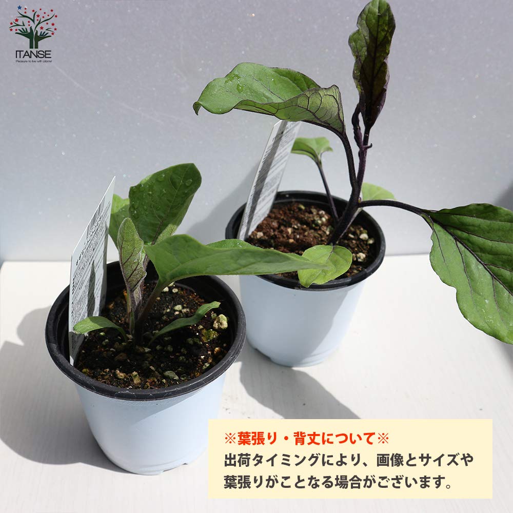 Amazon.co.jp: ITANSE ナス苗 すずなりトロトロなすの苗(長ナス