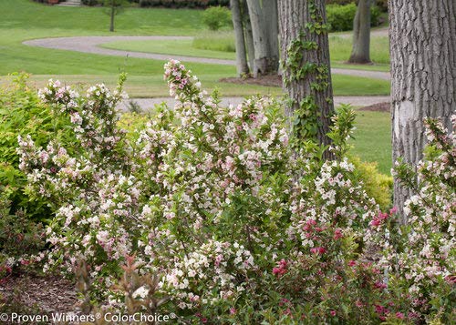Proven Winners - Weigela florida Sonic Bloom Pearl (Reblooming Weigela) Shrub, white flowers, #3 - Size Container