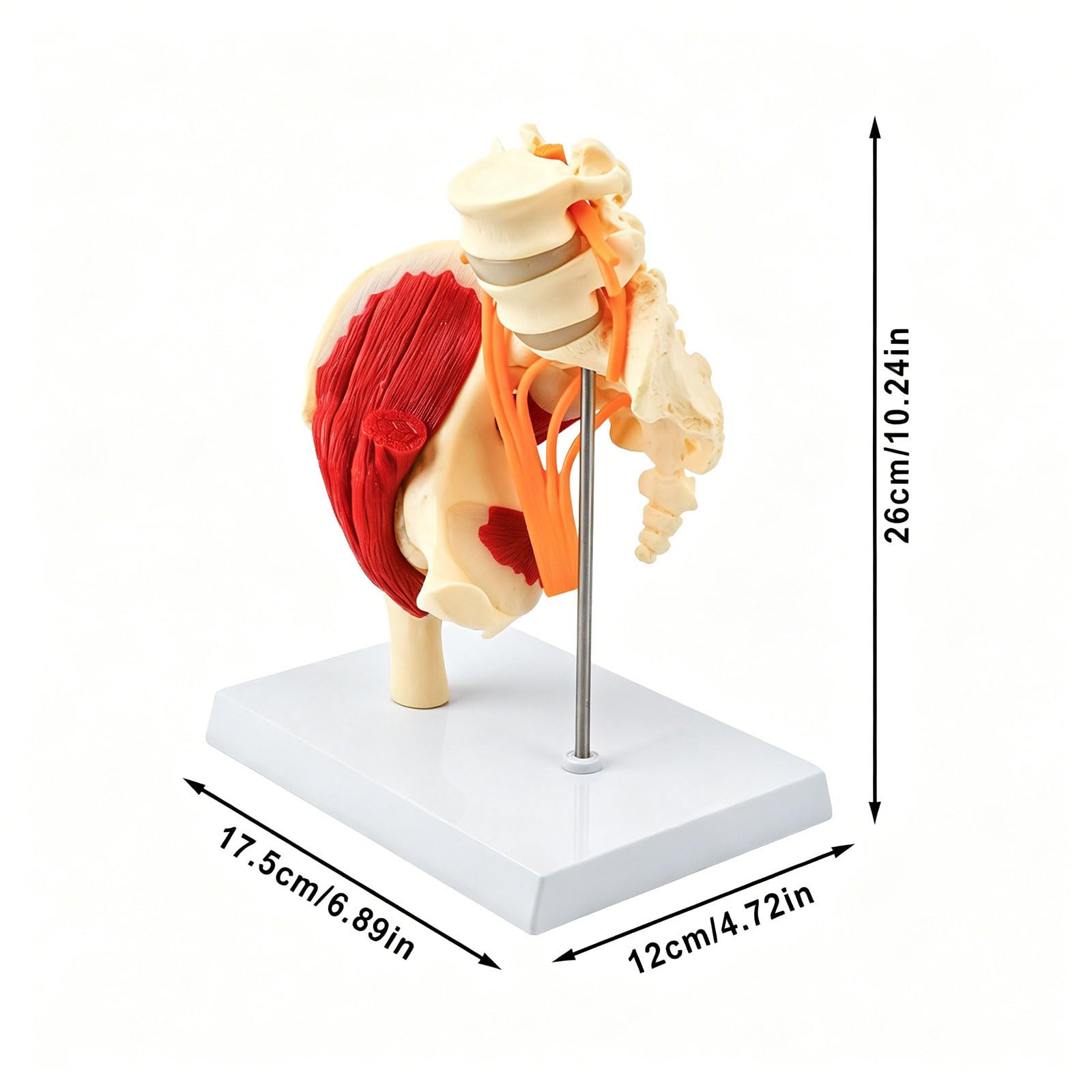 Modelo anatómico de vértebras lumbares humanas de tamaño real con músculos, nervios, esqueleto, hueso para demostración en el aula, modelo anatómico de pelvis lumbar