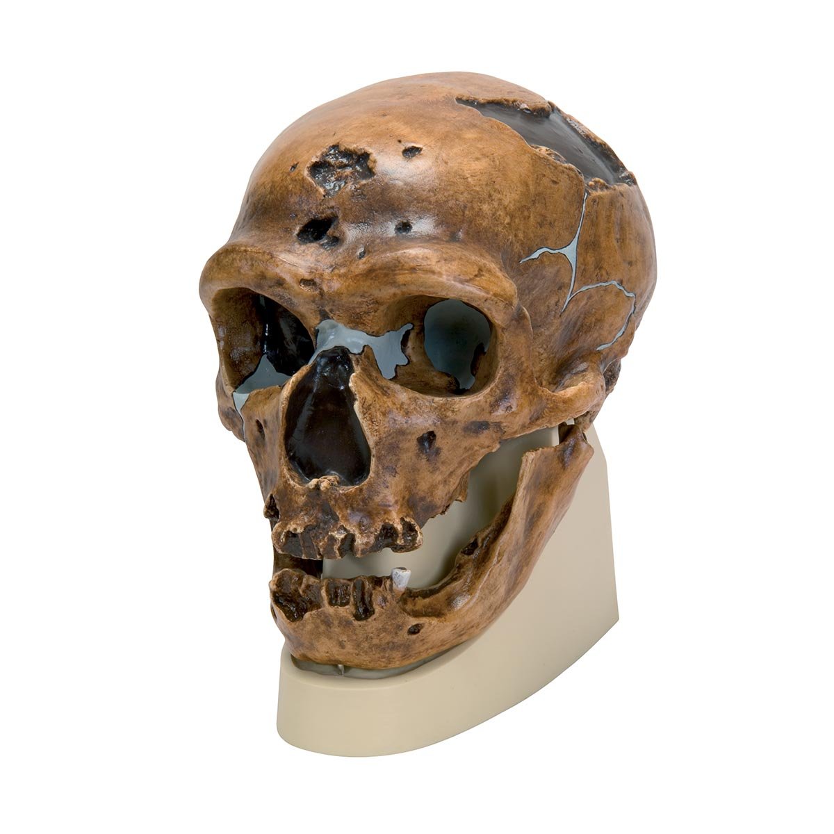 3B Scientific - Schädelreplikat Homo neanderthalensis (La Chapelle-aux-Saints 1)