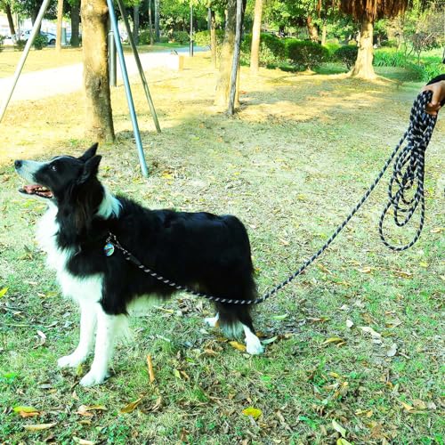 Leash in Use on a Nature Trail