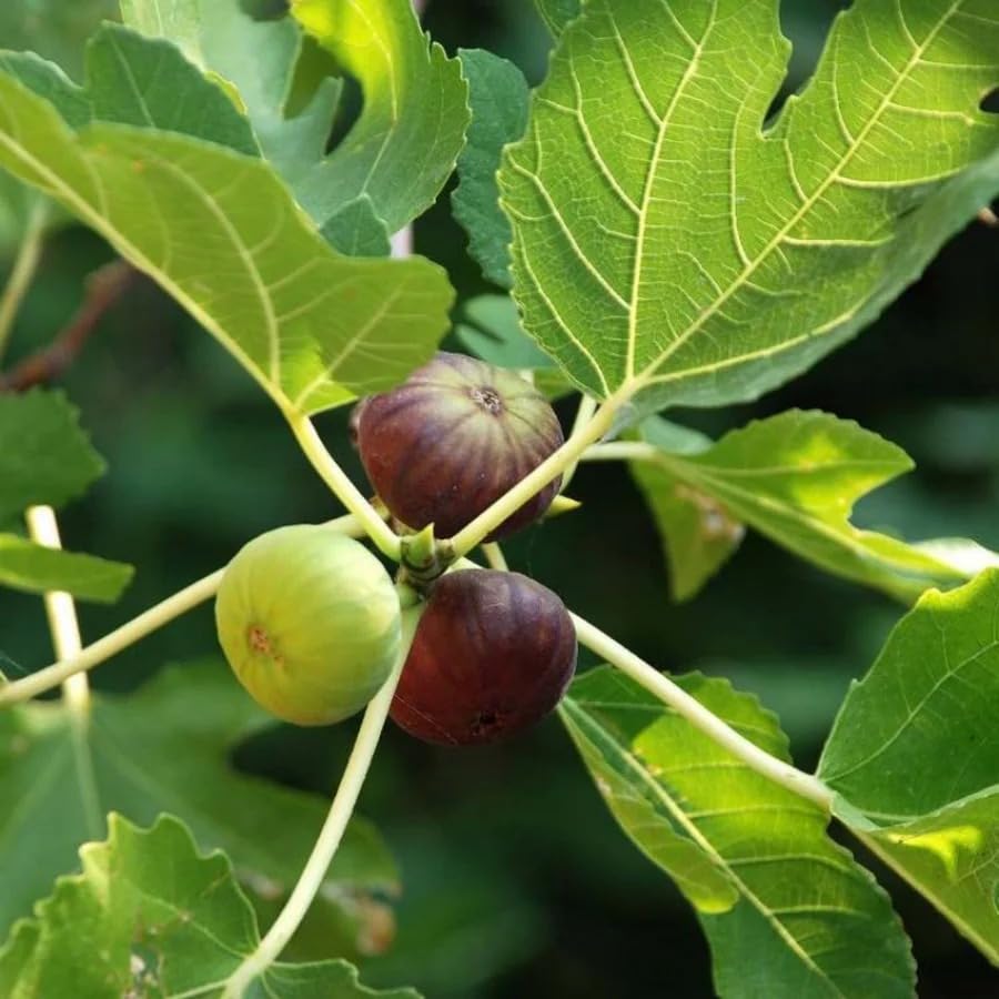 Image of Gular Live Fruit Plant | Cluster Fig Plant | Ficus Glomerata /Ficus Racemosa | Indian Fig Tree | Goolar /Umbar Fruit Plant for Home Garden, Outdoor Farming & Terrace Growing