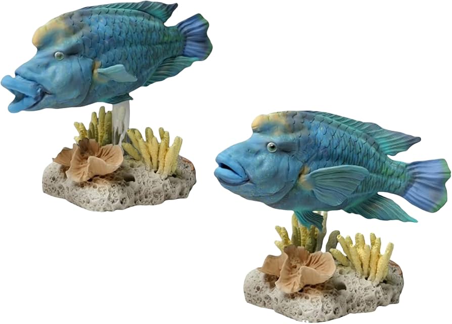 【超美品,希少種】ナポレオンフィッシュ（メガネモチノウオ）樹脂封入標本 超美品,希少種】ナポレオンフィッシュ（メガネモチノウオ）樹脂封入標本