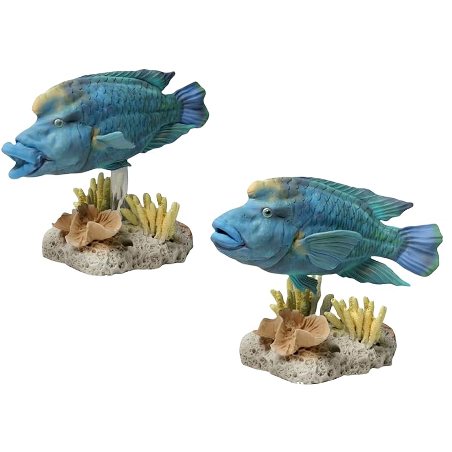【超美品,希少種】ナポレオンフィッシュ（メガネモチノウオ）樹脂封入標本 超美品,希少種】ナポレオンフィッシュ（メガネモチノウオ）樹脂
