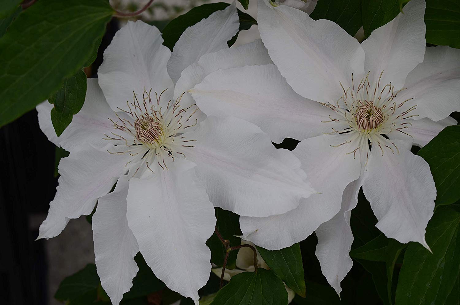 Amazon.com : Raymond Evison Clematis - Clematis Hyde Hall