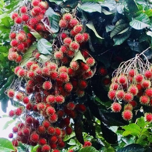 Red Rambután (Nephelium lappaceum) Exotic Fruit Live Tree 12”-24” Tropical Plantae