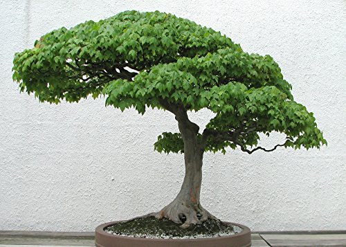 SAFLAX - Acero tridente - 30 semi - Acer