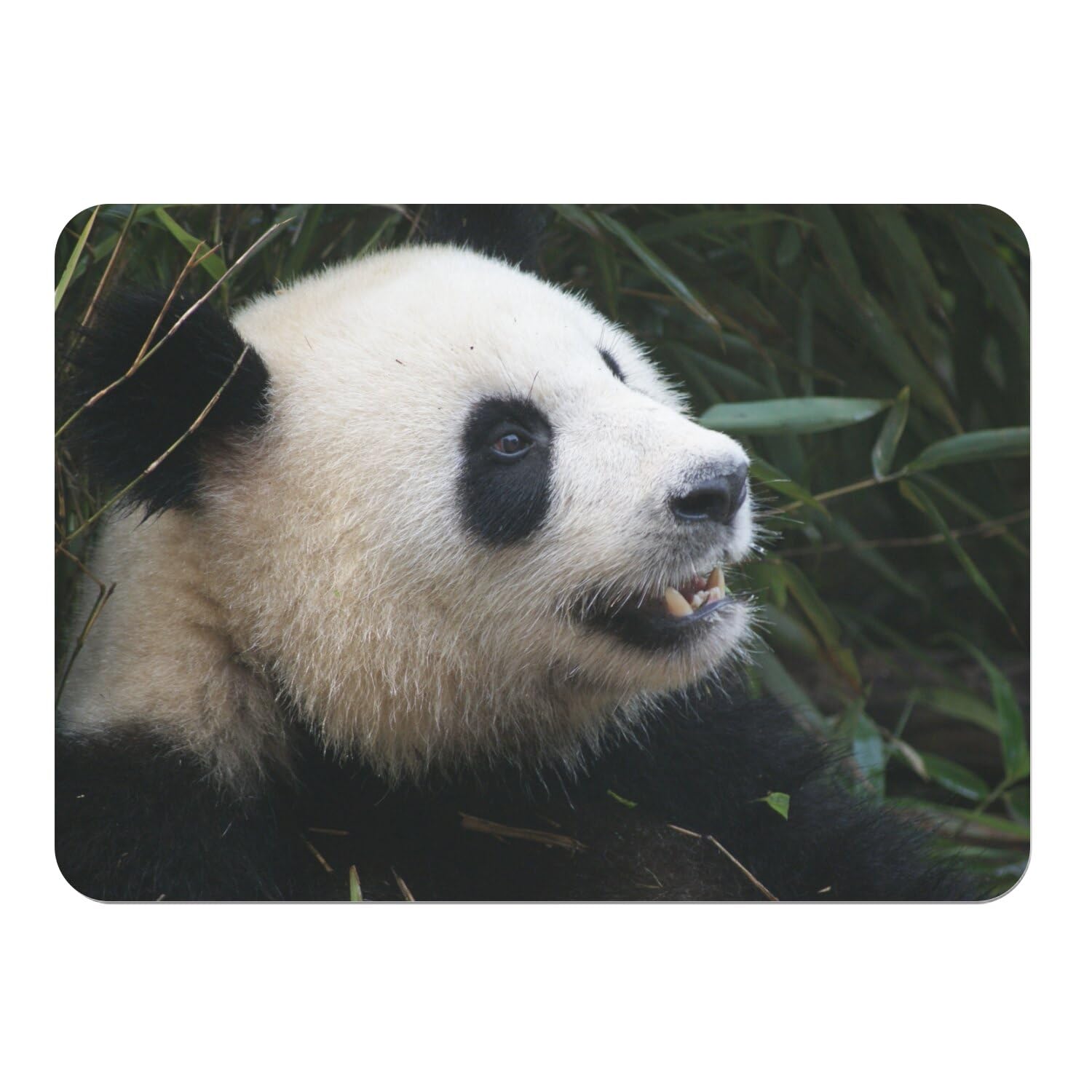 Napperon bébé panda en liège pour repas enfant et famille x4