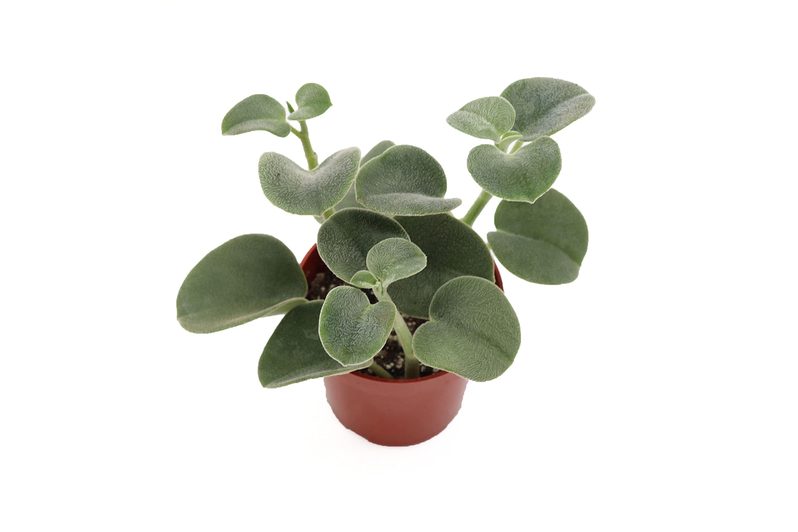 Peperomia Incana