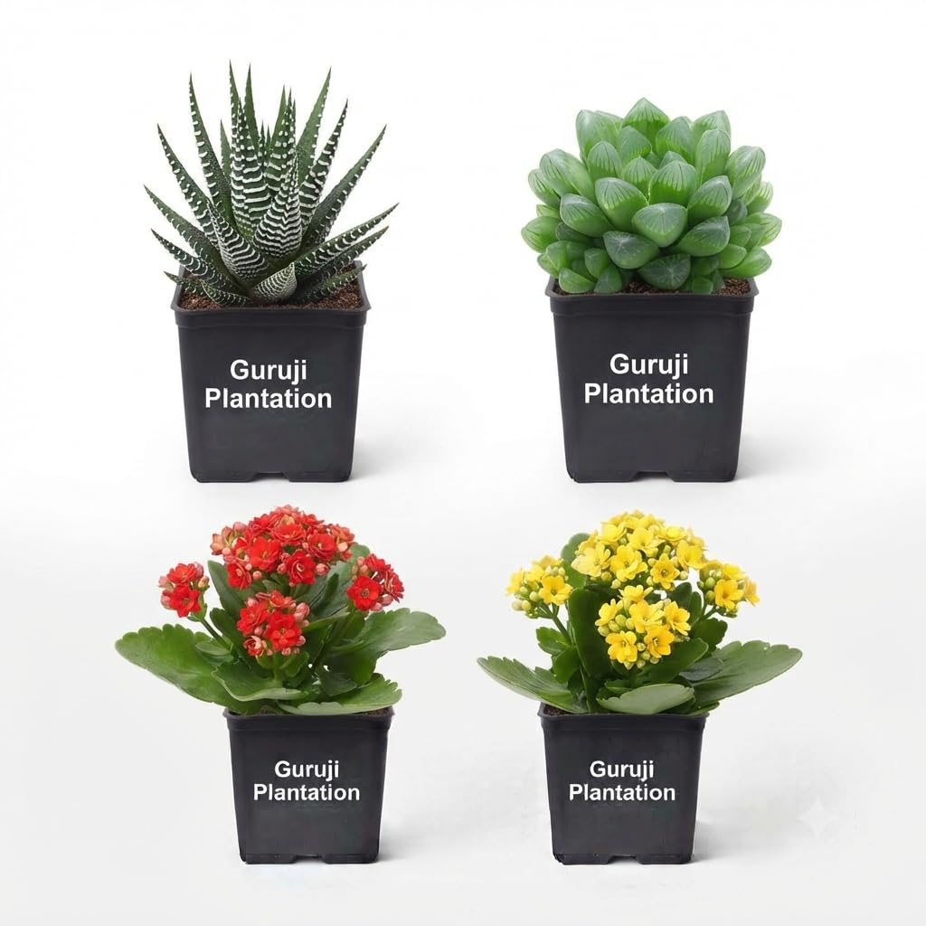 Guruji Plantation Live Combo of 4 Plants (Haworthia Zebra, Haworthia Green, Kalanchoe Red and Kalanchoe Yellow) Indoor Succulent Low Care-image-5