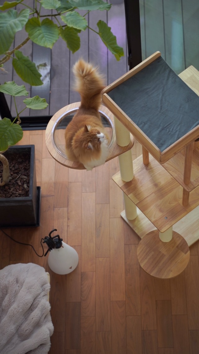 Amazon | sopoa【 無垢の美、永く使える本物 】木製 北欧風 キャット