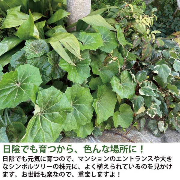 Amazon.co.jp: ツワブキ 石蕗 苗 20個 セット (3.5号 10.5cmポット) 無