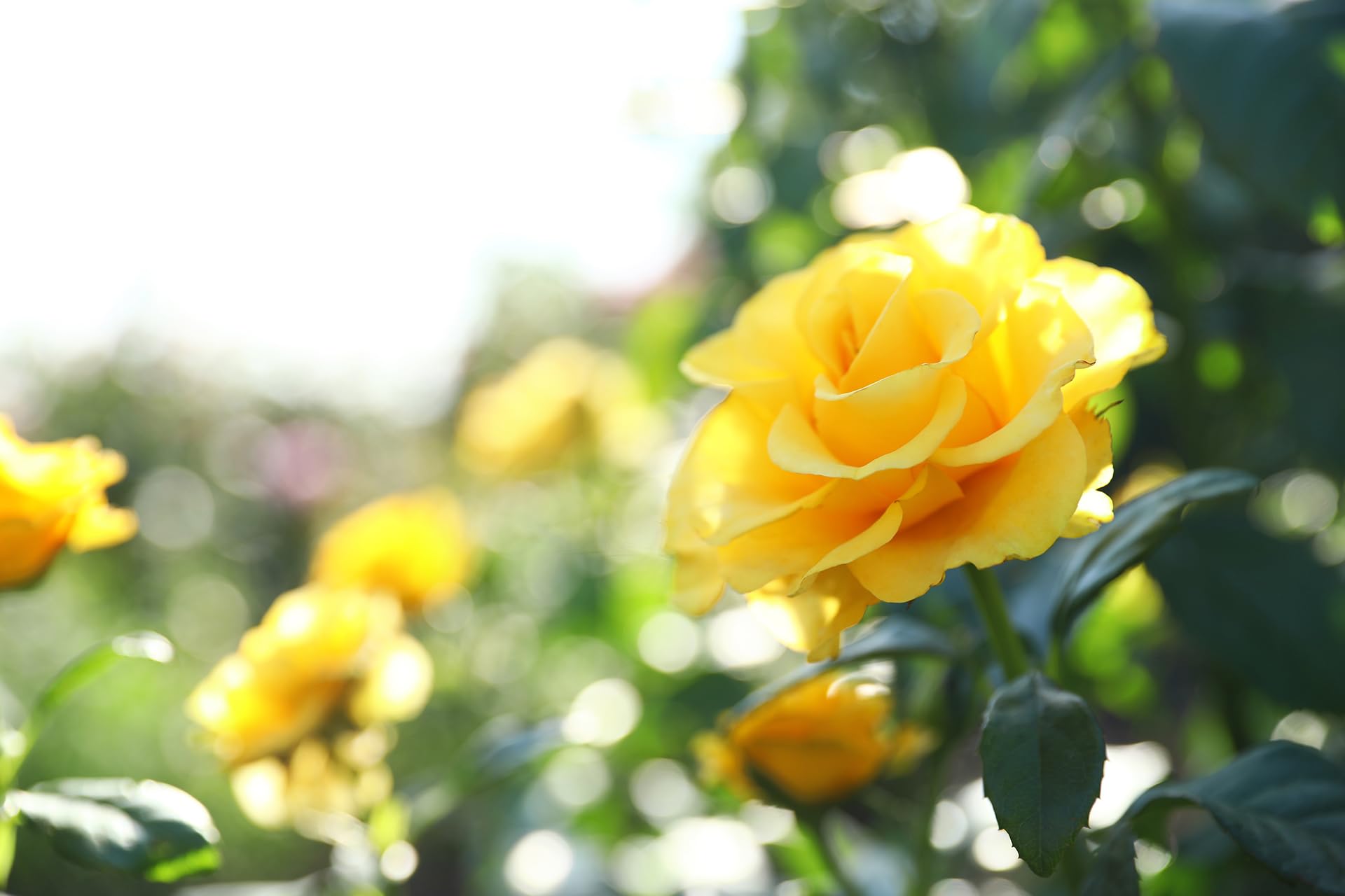 ORO FLOWERS 5KG – Długodziałający specjalistyczny nawóz do róż i kwiatów rabatowych
