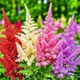 1050 Astilbe Flower Seeds, Hardy Perennial Plants to Grow in Shady Garden, Feathery Plumes Yard Decoration
