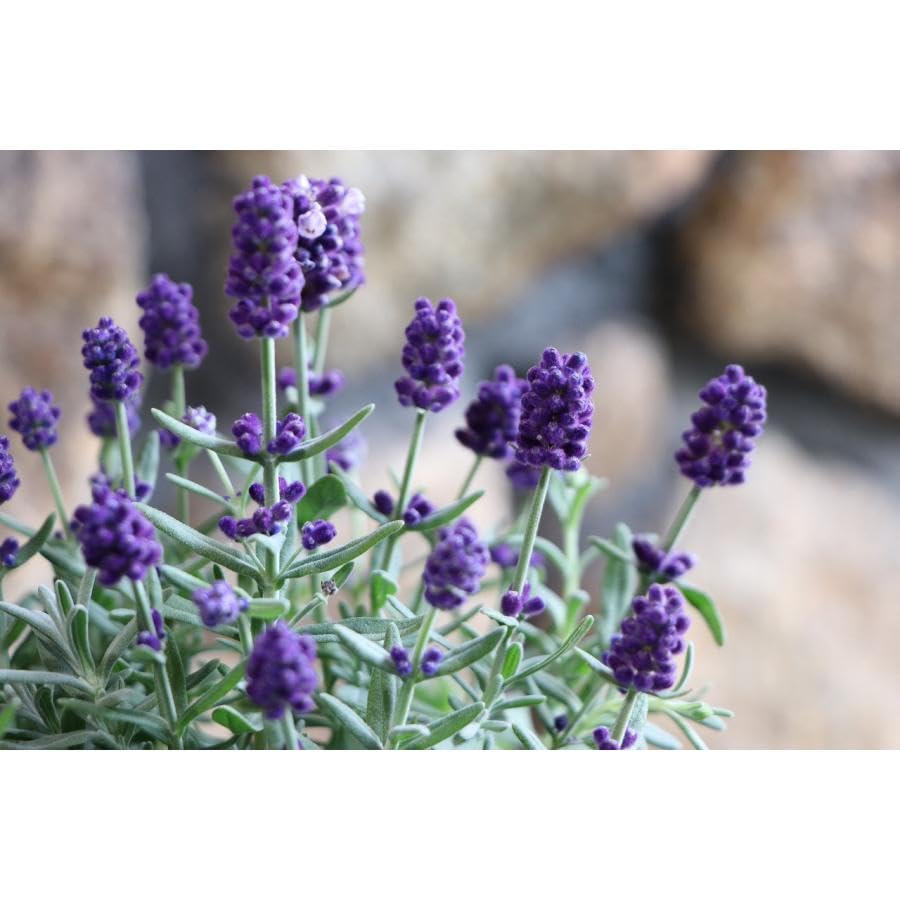 Amazon.co.jp: イングリッシュラベンダー センティヴィアブルー 3号