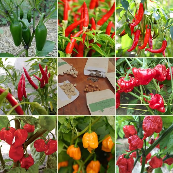 Ultimate Heat Levels Chilli Seeds Multi-Pack - 8 Chilli Pepper Varieties Including Carolina Reaper & Scotch Bonnet