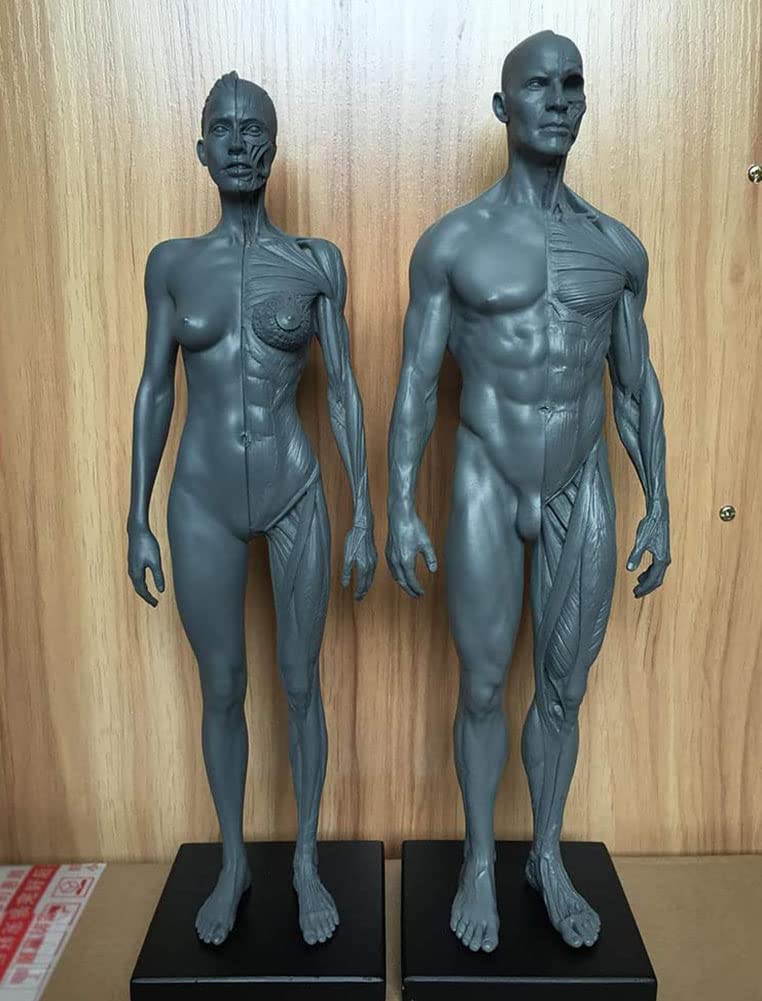 Anatomia del Corpo Umano Figura, Muscolo Maschio Donne Umano Scheletro Modello Anatomico, Anatomico Umano Muscolare Bone Modello, Riferimento per L'artista, 30 cm, 2 Pezzi