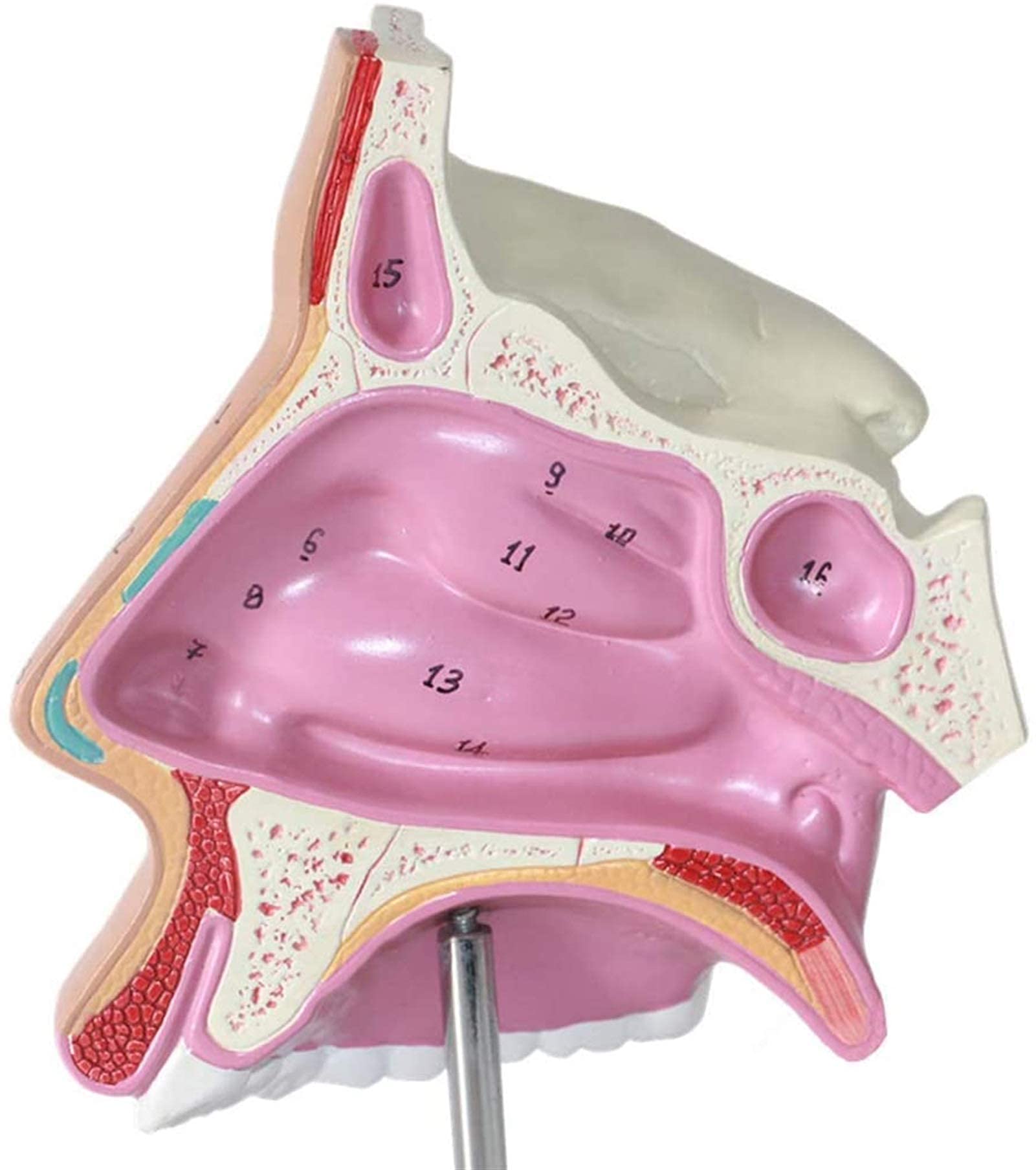 Model Nauczania Model Anatomiczny - Usuwalny Znak Cyfrowy Naukowe Modele Anatomii Anatomiczny Model Narządów Ludzkich - Dla Materiałów Dydaktycznych Medycznych