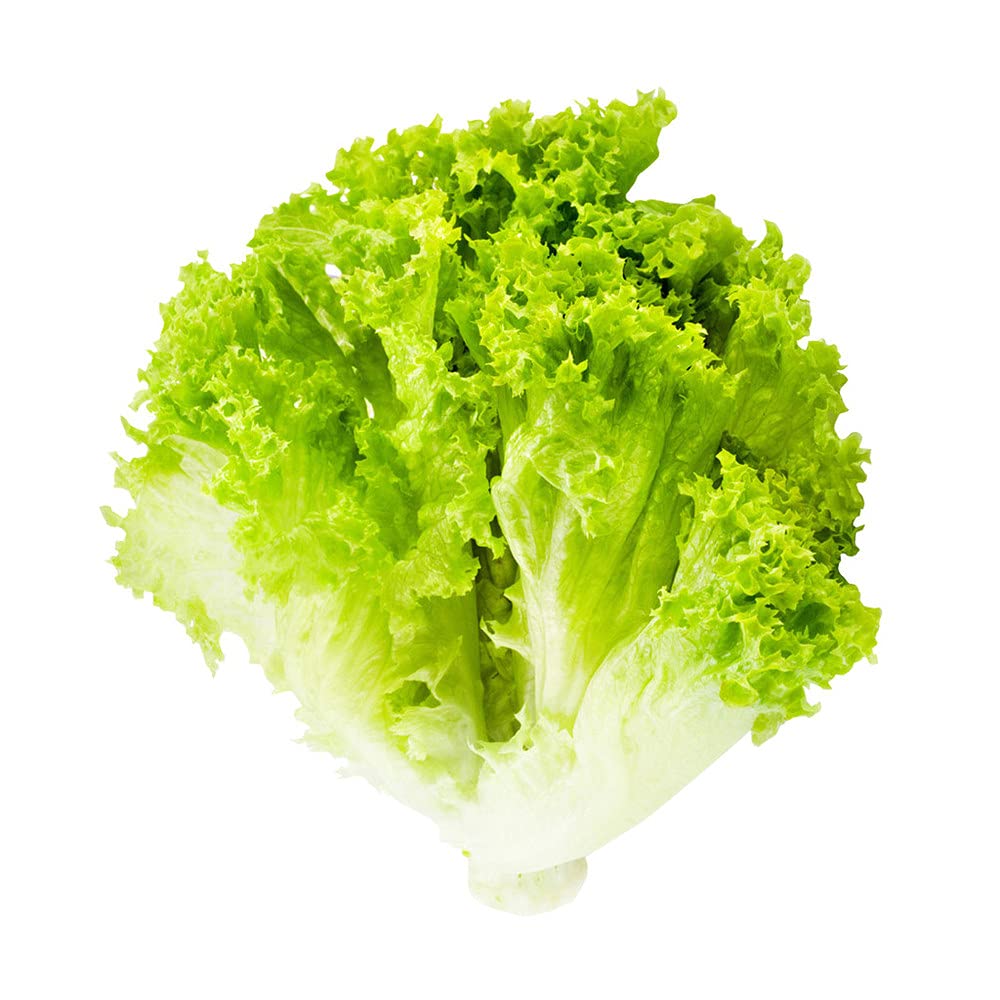 10pcs Graines De Laitue Fraîche Approprié Famille Petit Jardin Développement Jardinage Plantation De Légumes Verts Culture