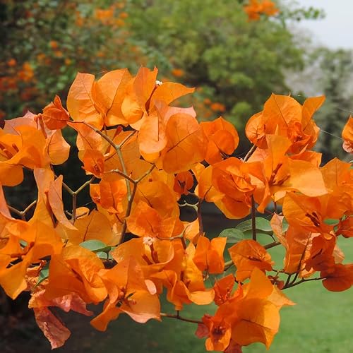 Miniatura 2 de 2 plantas de buganvilla naranja vivas, árboles de buganvillas para plantar en interiores y exteriores, jardín de 5 a 9 pulgadas de alto