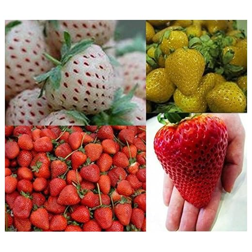 Erdbeeren-Sortiment XXL (Weisse+Gelbe+Rote+Riesenerdbeeren) 80++ Samen (Die Gartensensation)