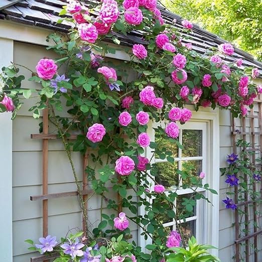 Ourplant Live pink scented creeper rose Plant with pot