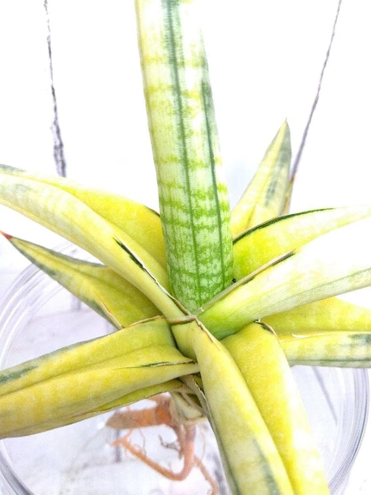 サンスベリアブラックパール バリエガータ