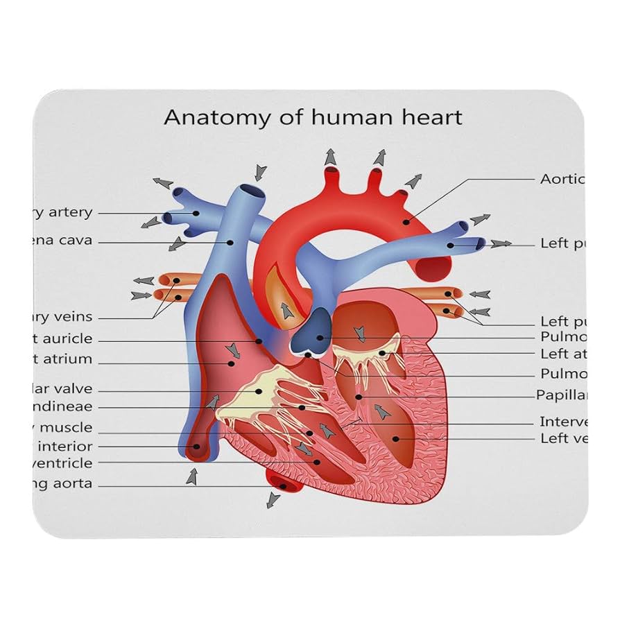 Amazon.co.jp: Wozukia ハート解剖学マウスパッド カスタム医療