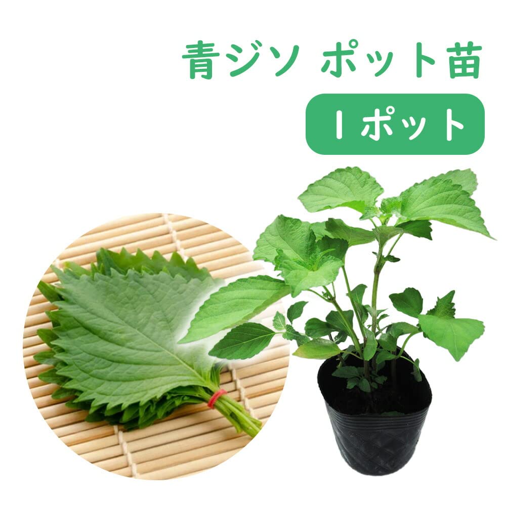 Amazon.co.jp: 【 ハーブ 】 青ジソ 苗 【 1株 】9.0cmポット しそ