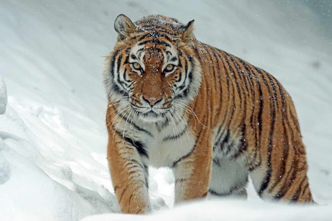 Tigre en la nieve - Rompecabezas de madera de 2000 piezas - Dificultad y desafío Juego de rompecabezas grande Regalo de rompecabezas