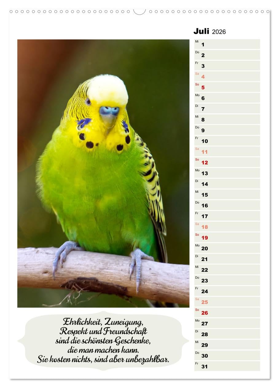 Niedliche Wellensittiche (hochwertiger Premium Wandkalender 2026 DIN A2 hoch), Kunstdruck in Hochglanz: Verspielt, fröhlich, friedlich und genügsam (CALVENDO Tiere)