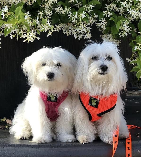 Image of Classic Dog Harness Innovative Mesh No Pull No Choke Design Soft Double Padded Breathable Vest for Eco-Friendly Easy Control Walking Quick Release for Puppies Toy Breeds & Medium Dogs (Med, Orange)