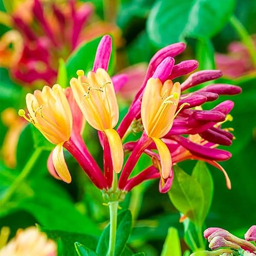 Miniatura 2 de QAUZUY GARDEN 200 semillas de madreselva Lonicera Común Europea Madreselva Woodbine Goldflame Semillas de vid - Hermosas paredes cubiertas de