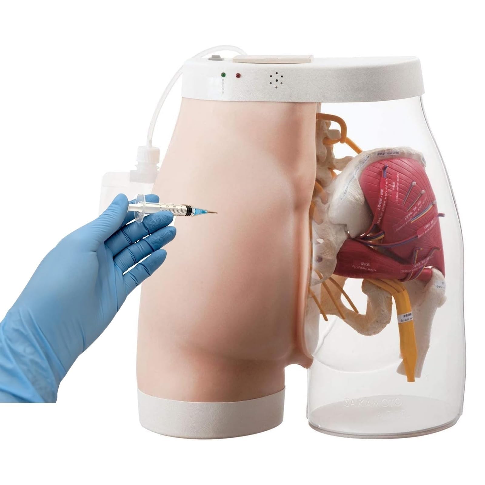 Manikin Model Teaching Model,Hip Injection Training Simulator,Hip Injection Training Model,Half-Transparent Buttock Muscle Injection Practice Model,Buttock Muscle Injection Practice Simulator