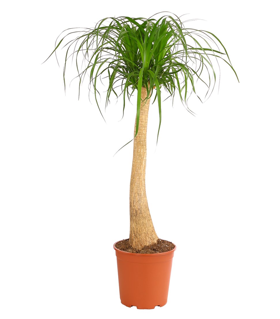 Dehner Elefantenfuß, einstämmig, ca. 120-130 cm, Ø Topf 27 cm | Beaucarnea recurvata, baumförmige Zimmerpflanze, pflegeleicht, für sonnige bis halbschattige Standorte