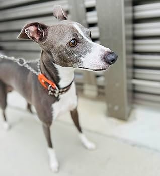 Amazon | Extra+Heavy 小型犬イタグレミニピン用3.5cm幅 革