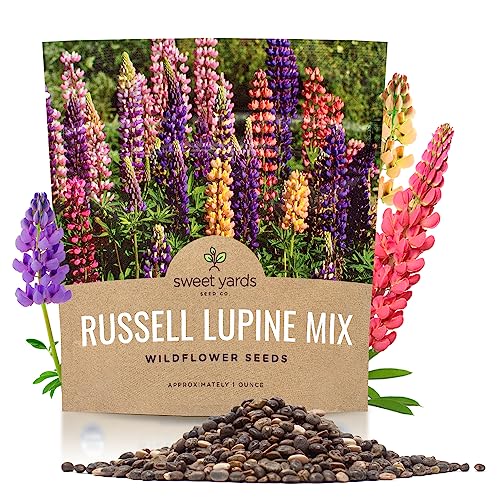 Russell Lupine Seeds Extra Large Packet Over 1 300 Open Pollinated Non-GMO Perennial Wildflower Seeds Lupinus polyphyllus