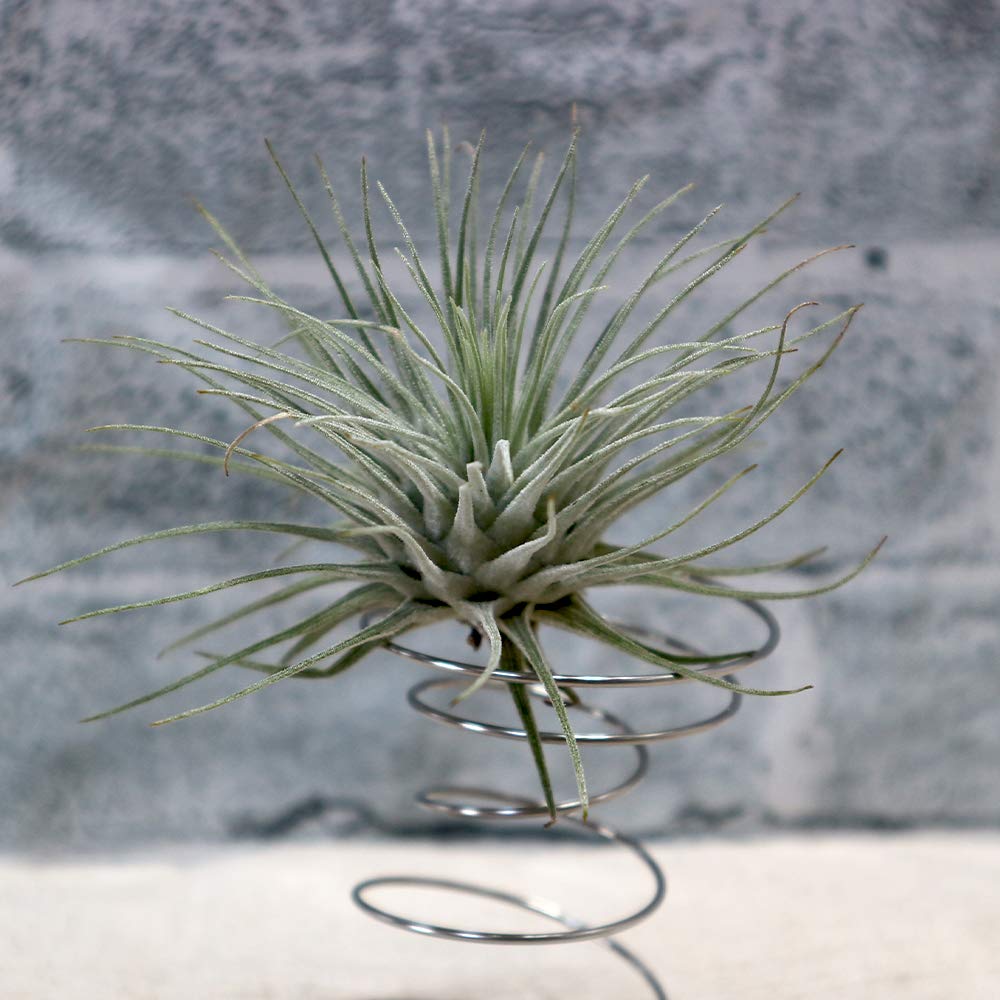 Amazon｜ITANSE エアープランツ チランジア フックシー