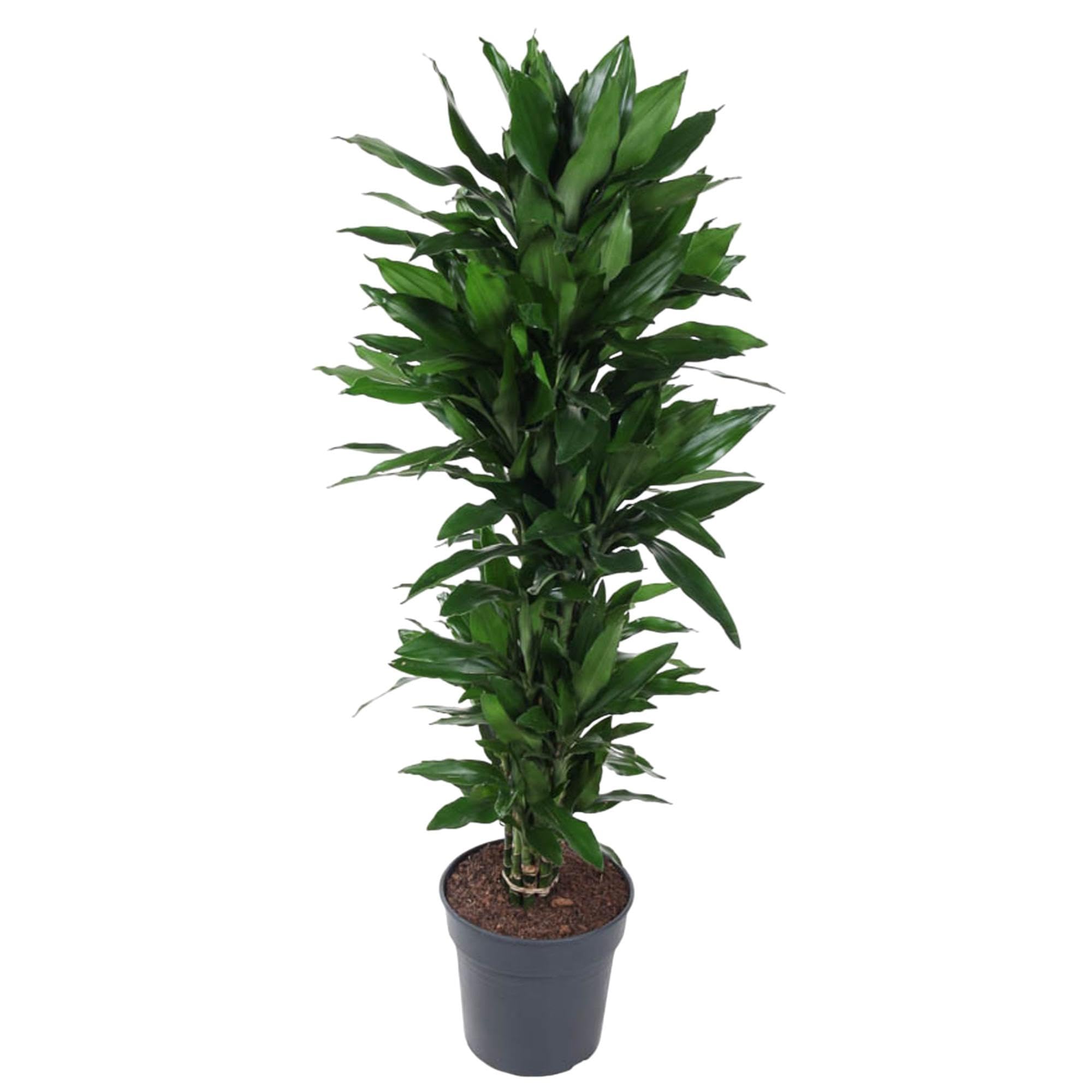 Dracena rozgałęziona Janet Lind, Roślina pokojowa, zielony, 120 cm, ø27 cm